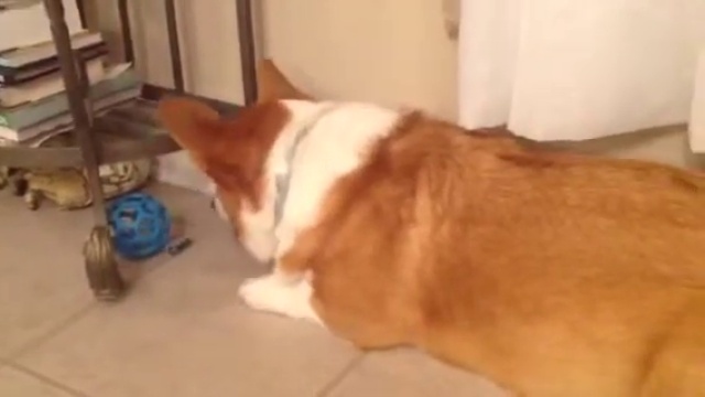 helo corg